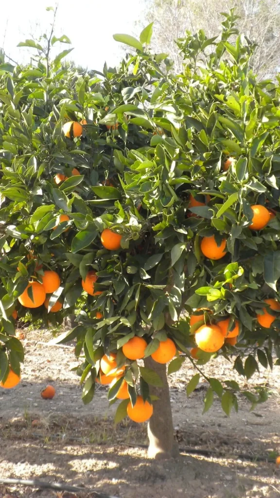 zumo de naranja natural